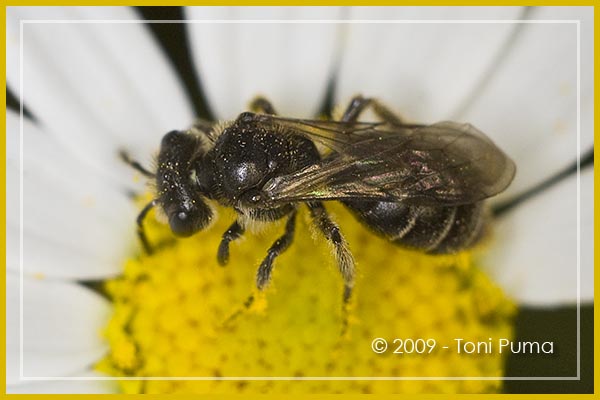 altro Iimenottero sulla Matricaria: Maschio di Andrena sp.